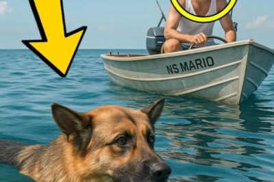 Un marin a trouvé un berger allemand nageant à 600 milles du rivage — ce qui s’est passé ensuite a laissé tout le monde stupéfait.