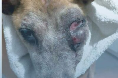 Le Combat d’Oliver : Un Chien Errant Blessé et Malade, Luttant pour sa Vie dans l’Espoir et la Solidarité.