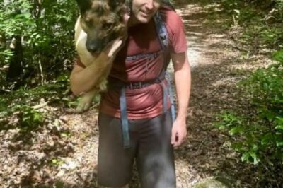 Ces randonneurs ont tout laissé tomber pour amener ce chien errant blessé en bas de la montagne et en sécurité. Puis quelque chose d’inattendu s’est produit.