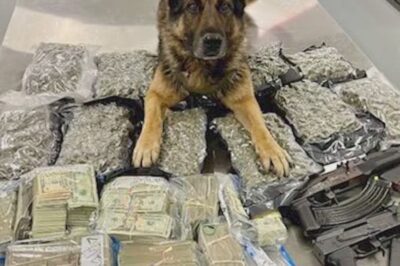 Le chien K-9 Tripp du département de police de Concord, en Californie, a participé à un contrôle routier avec un renifleur à l’air libre et a été alerté de la présence de stupéfiants illégaux.