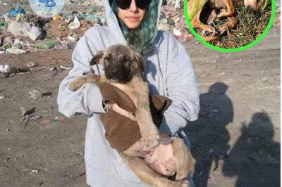 Laissé pour mort dans un sac poubelle, un chiot malade a été secouru juste à temps par un groupe d’inconnus qui refusaient de l’abandonner. S’en est suivi un puissant voyage de survie et de confiance.