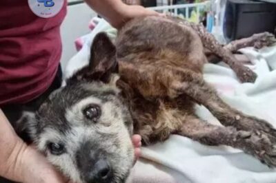 Un propriétaire a abandonné son chien pendant des jours jusqu’à ce que l’équipe de sécurité découvre qu’il était trop tard.