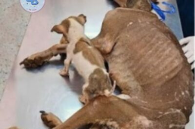 Elle erre au bord de la route, seulement de la peau et des os, pleurant et suppliant les passants de l’aider pour son chiot et personne ne s’en soucie.