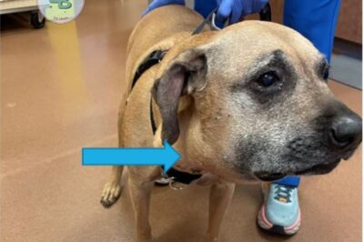 Errant dans les rues avec un visage gonflé et une douleur insupportable, les jours de Jade semblaient comptés, jusqu’à ce qu’un sauveteur au bon cœur change tout.