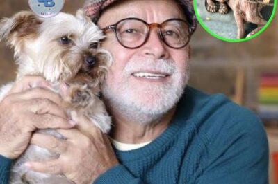 De la tragédie au triomphe : la transformation réconfortante d’un chien affamé grâce à l’amour et aux soins