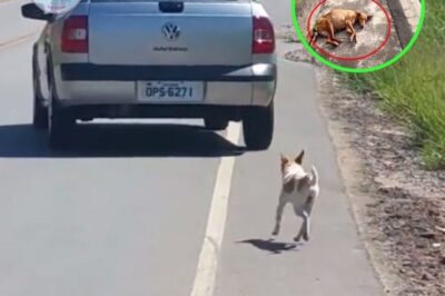 Un chien qui se trouvait sur le bord de la route a connu une fin heureuse grâce à un homme qui a vu une vidéo de l’incident devenue virale.