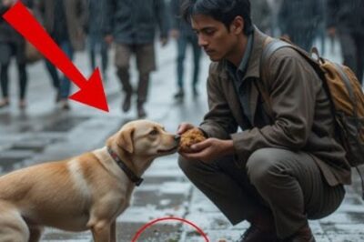 Un pauvre vendeur de rue a donné son dernier repas à un chien errant, et tout ce qui s’est passé ensuite l’a fait pleurer…