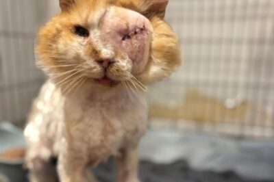 Un chat sauvé dans une situation d’urgence : l’histoire réconfortante de Mallow, le chat au courage incroyable