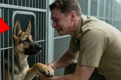 Le chien abandonné a été battu à mort, mais soudain, il a reconnu une silhouette familière marchant vers lui, lui donnant l’espoir de vivre.
