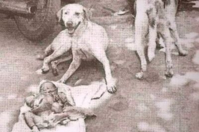 Le Miracle des Chiens Errants : Une Histoire d’Espoir et de Solidarité autour de l’Enfant Abandonnée de Calcutta.