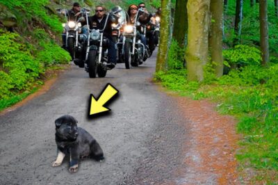 Un vieux fermier, excédé par un chiot, le jette sur la route… puis des bikers apparaissent et font l’impensable !