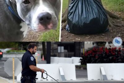 Le chien refuse de quitter un sac étrange et son contenu fait pleurer le policier.