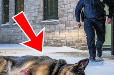 Deux hommes ont trouvé un berger allemand gelé dans la neige, puis ont vu ce qui était caché en dessous et ont crié !