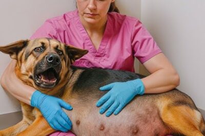 Une chienne de berger enceinte supplie : « Aidez-moi, ne me laissez pas seule, mon bébé est en difficulté. » Puis, les actions de la femme nous font pleurer.