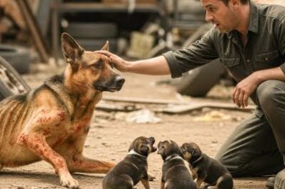 Une chienne de berger brutalement battue devant ses chiots — et puis cet homme est arrivé…