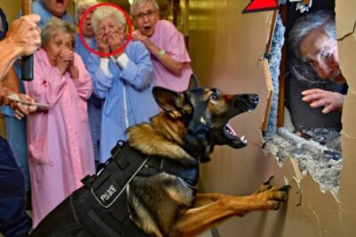 Un chien K9 découvre une pièce secrète dans une maison de retraite : ce qu’ils ont trouvé était enterré depuis plus d’une décennie !