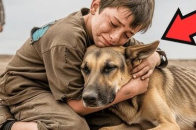 Un chien handicapé était maltraité tous les jours, jusqu’à ce qu’un humble garçon apparaisse et…