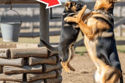 Pendant 5 jours près du puits, le chien a demandé de l’aide, et ce que l’homme a fait a choqué tout le monde !