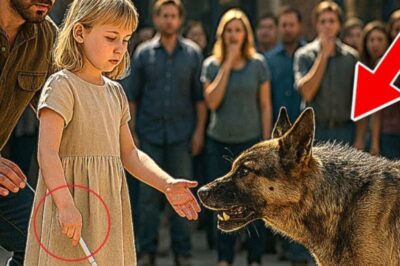 Une fille aveugle s’est approchée d’un chien errant que personne n’osait toucher. Ce qui s’est passé ensuite a laissé la ville en larmes !