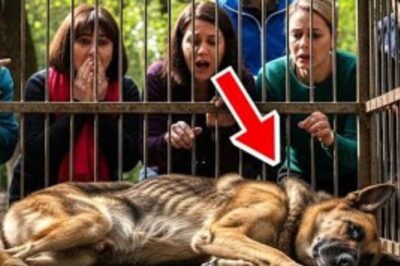 Un berger allemand de 15 ans refuse de manger jusqu’à ce qu’il entende une voix familière !