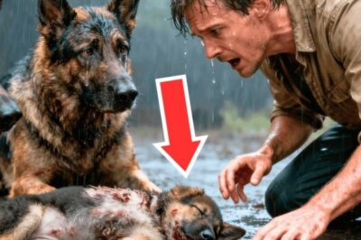 Un garde forestier voit un chien pleurer à côté de son chiot mourant – Ce qui s’est passé ensuite a choqué tout le mondeUn garde forestier voit un chien pleurer à côté de son chiot mourant – Ce qui s’est passé ensuite a choqué tout le monde