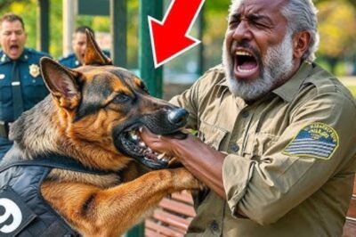 Un chien K9 a reçu l’ordre d’attaquer un vieil homme. Mais il s’est arrêté net en voyant son visage. La suite vous surprendra.