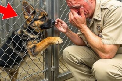 Un berger allemand pleure lorsqu’il reconnaît un homme dans un refuge – mais quelque chose de triste s’est produit !