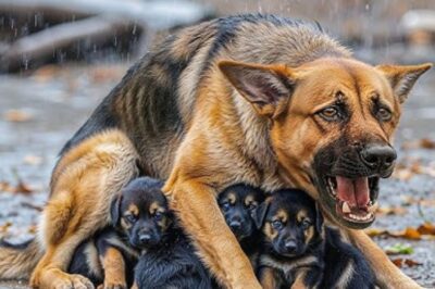 Elle a été laissée seule dans la tempête, mais la chienne a gardé ses chiots au sec et en sécurité. L’histoire qui se cache derrière est poignante.