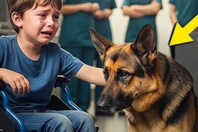 Un garçon paralysé pleure lorsque le centre de sauvetage refuse d’adopter son chien… L’action suivante du chien choque tout le monde !