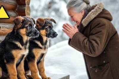 Une vieille dame adopte deux chiens morts de froid dans la neige — Le lendemain matin, sa maison était encerclée par la police !