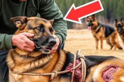 Un homme coupe du fil barbelé pour libérer un chien : sa réaction est vraiment incroyable !