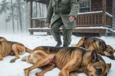 Personne ne savait pourquoi cinq bergers allemands mourants étaient gelés à l’extérieur, jusqu’à ce qu’un vétéran change tout…