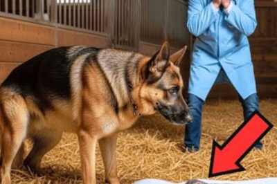 Un vétérinaire pâlit lorsqu’un berger allemand donne naissance à quelque chose de terrifiant : ce n’est pas un chiot !