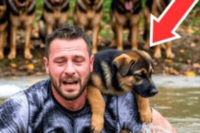 Après avoir sauvé un chiot, un homme est encerclé par la meute — et ce qu’ils font est choquant !
