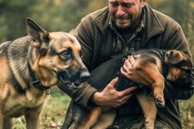 Le cri du chien a conduit un homme à un bébé mourant. Il ne savait pas que sa vie allait changer.