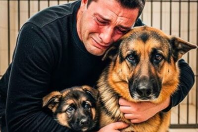Un homme a découvert une mère berger allemand et son chiot abandonnés dans un refuge. Ce qui s’est passé ensuite va vous faire fondre.