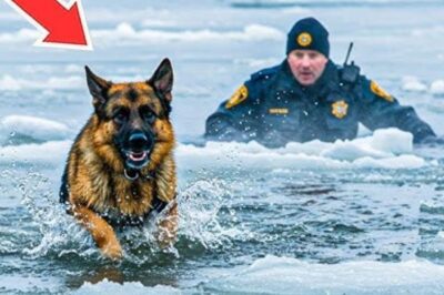 Un policier a trouvé un chien noyé dans un lac gelé – la vérité derrière cela a brisé le cœur de tout le monde