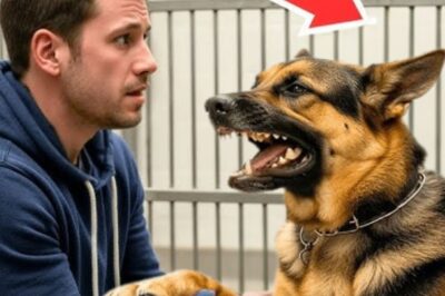 Le gardien de l’animal l’a supplié de ne pas adopter ce chien « dangereux »… Mais ses actions ont tout changé !