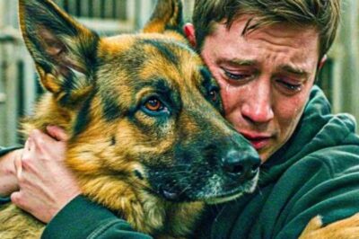 Un chien mourant serre son maître avant d’être euthanasié. Le vétérinaire remarque quelque chose d’étrange et arrête tout !