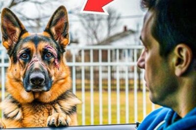 Un chien retrouve son maître après deux ans dans la rue. Son geste vous brisera le cœur.