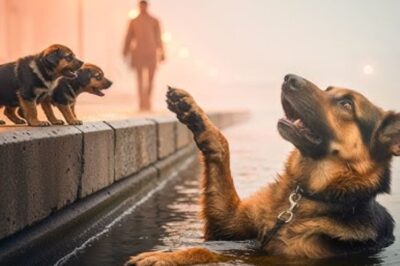 Une chienne jetée dans une rivière : les cris désespérés de ses chiots mènent à un sauvetage incroyable