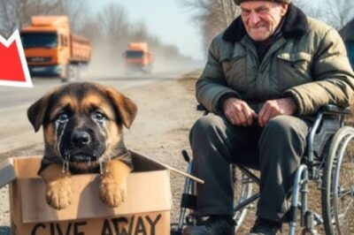 Un chiot pleure dans une boîte… La réaction de colère d’un homme handicapé choque tout le monde !
