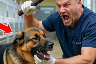 Un berger allemand battu par le personnel du refuge – sa prochaine action fait pleurer tout le monde !