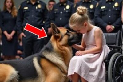 Un berger allemand s’agenouille devant une petite fille en fauteuil roulant — Ce qu’il a fait ensuite a fait pleurer tout le monde