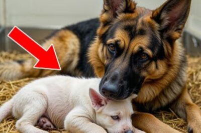 Un chien de berger albinos rare est né. Son geste laisse tout le monde bouche bée !