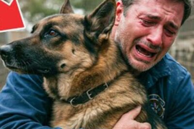 Un homme visite un refuge et un berger allemand se met à pleurer en reconnaissant une silhouette familière. La suite vous fera pleurer.