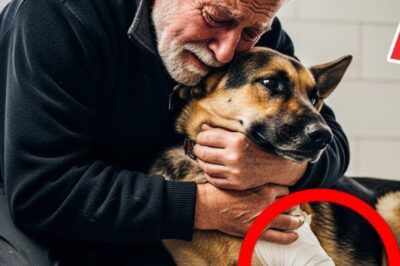 Un berger allemand blessé, retrouvé dans un refuge, entend la voix d’un vieil homme. La suite vous fera pleurer.