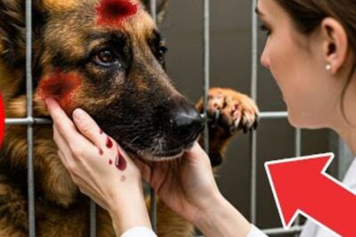Un berger allemand a pleuré toute la nuit dans un refuge. En examinant sa patte, le vétérinaire a découvert une vérité qui a laissé tout le monde silencieux.