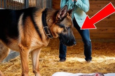 Un berger allemand d’un refuge donne naissance pour la première fois — Ce que le vétérinaire a découvert et qui fait beaucoup parler