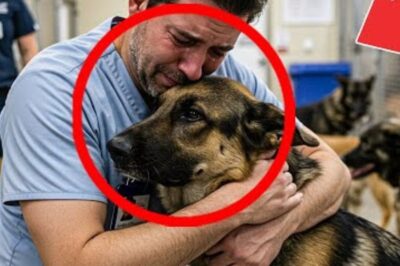 La caméra capture la réaction d’un berger allemand face à un homme. La suite est déchirante.